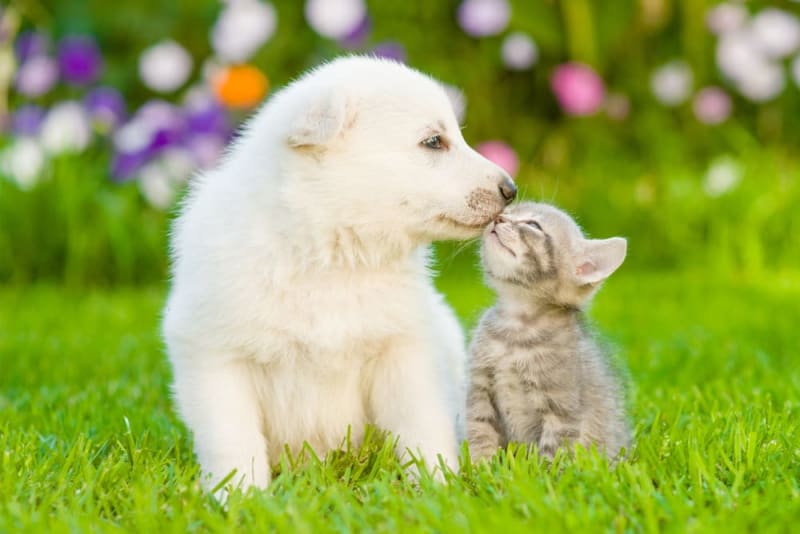 A white labrador puppy and a grey striped kitten gleefully touching noses in a plush grass yard